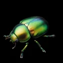 Jungle Critters - 3D Icon - 1