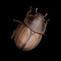 Jungle Critters - 3D Icon - 5