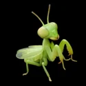 Jungle Critters - 3D Icon - 6