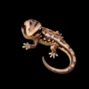 Jungle Critters - 3D Icon - 7