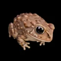 Jungle Critters - 3D Icon - 8