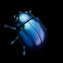 Jungle Critters - 3D Icon - 10