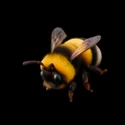Jungle Critters - 3D Icon - 13