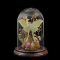 Thr Fortune Teller - 3D Icon - 17